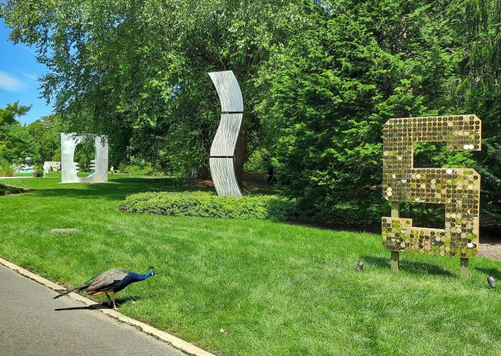 Roaming peacock, Grounds for Sculpture, Hamilton, New Jersey, 2024.