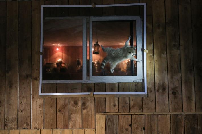 How do you get that damn window open? Highly Commended Winner Nicolas de VAULX, Raccoon.
