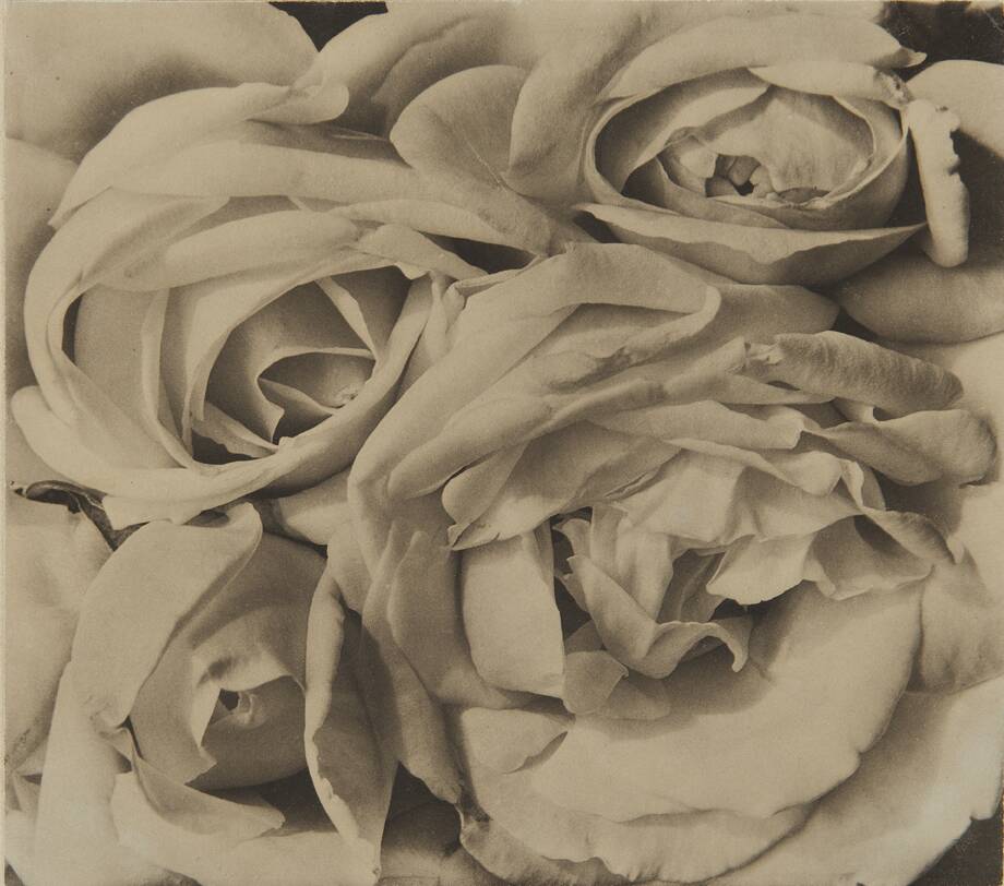 Roses, Mexico